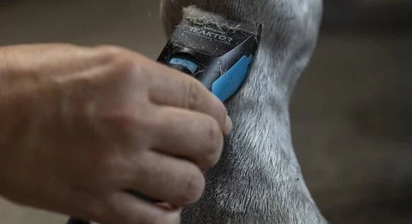 Cómo elegir la mejor esquiladora para caballos según el tipo de pelo