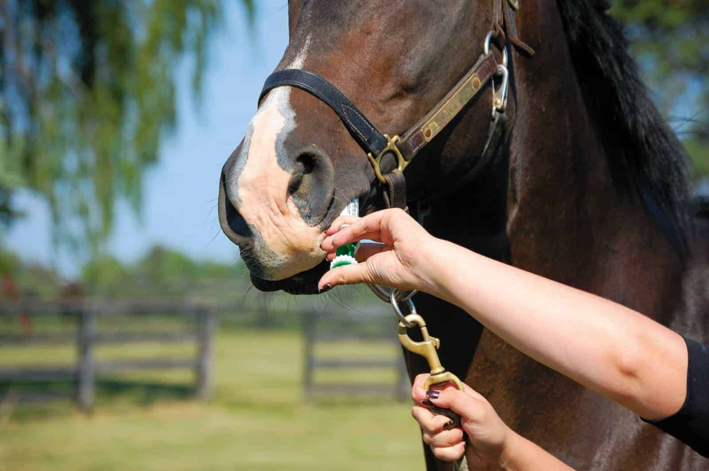 Prevención de parásitos en perros y caballos: Guía de productos eficaces