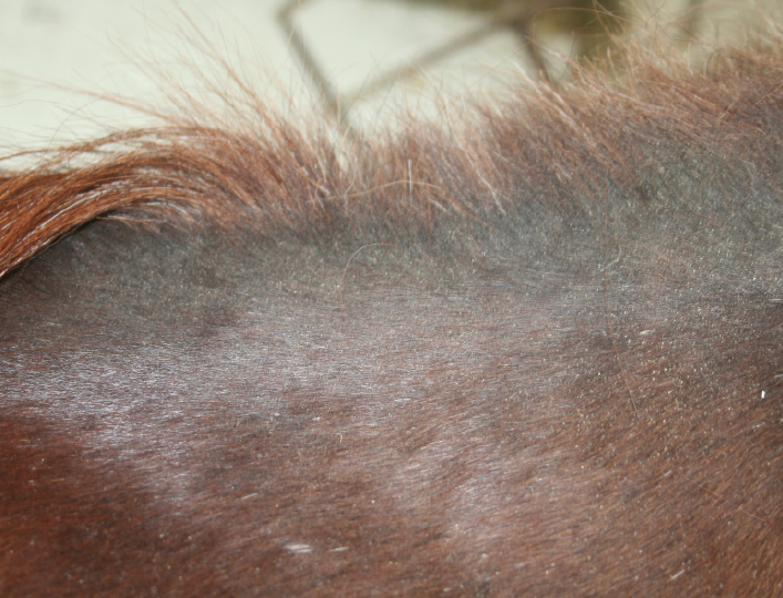 Cómo tratar la dermatitis estival y los picores en caballos