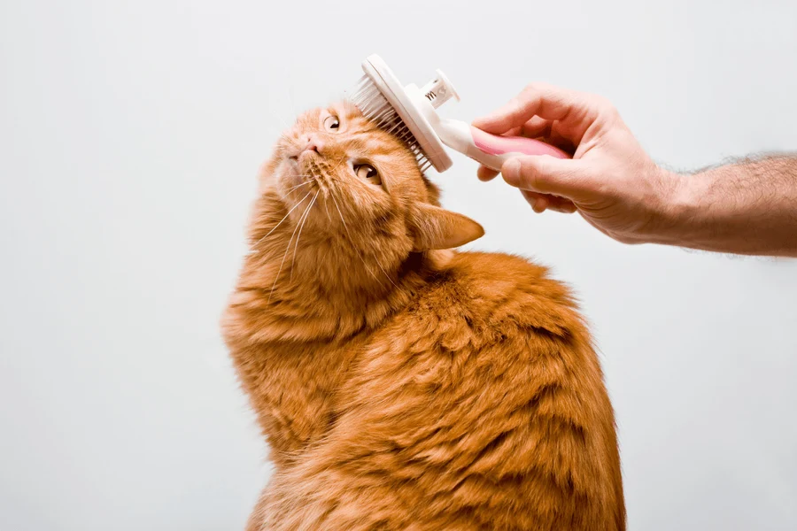 Higiene y cuidado de gatos con sensibilidad cutánea o estrés